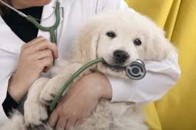 All communication is over the phone or via email. Veterinary Services In Louisville Ky Urban Village Veterinary Care