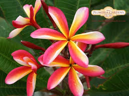 Pin On Plumieria Gardening