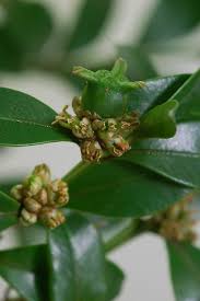 Image result for Buxaceae