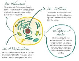 Zellen Lieben Lavita Zellen Stoffwechsel