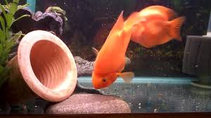We did not find results for: Breeding Blood Parrot Fish 10 8 2011 Youtube