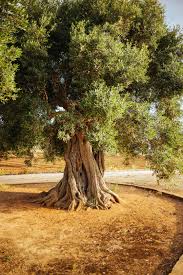 Explore Ancient Olive Trees In Puglia This Is One Of The Most Undiscovered Romantic Destinations In Italy F Romantic Getaways Italy Honeymoon Italian Vacation