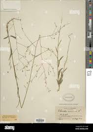 Image result for Schwenckia