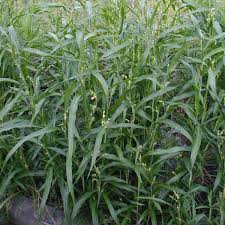 Image result for Coix lacryma-jobi