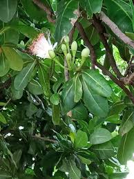 Image result for Barringtonia asiatica