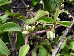 Image result for Dioscorea quartiniana