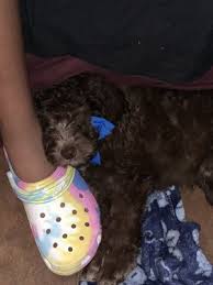 1464 farm to market road 1876 sugar land, texas, 77478. Sugar Land Pet Hospital 16 Photos 53 Reviews Veterinarians 1216 Eldridge Rd Sugar Land Tx United States Phone Number