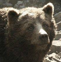 How many languages does mowgli repeat the call in? Baloo The Jungle Book 2016 Posts Facebook