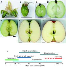 apple development and ripening chart plant science apple