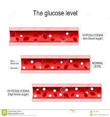 Glucose In The Blood Vessel Stock Vector Illustration Of