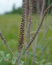 Image result for Indigofera paniculata