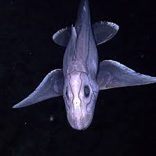 Black ghost knife fish care and information (apteronotus albifrons). Chimaeras Strange Fish With A Cartilaginous Skeleton Owlcation