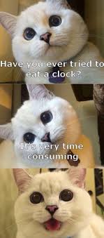 Kitty Pun Goruntuler Ile Hayvan Fikralari Komik Hayvan Fotograflari Komik Hayvanlar