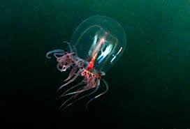 Image result for Polysphaeria ribauensis