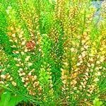 Image result for Lepidium bonariense