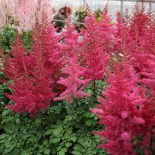 Cottage farms direct 5.5 in. Cottage Farms Direct Perennials Ultimate Shade Astilbe Collection 5pc