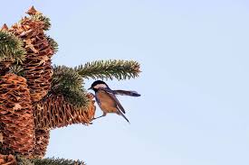 This post will look at how possible it is for deer to eat pine cones and what you can do about it. Hd Wallpaper Madrid Spain Bird Pine Fir Tree Seeds Pine Cones Eating Wallpaper Flare