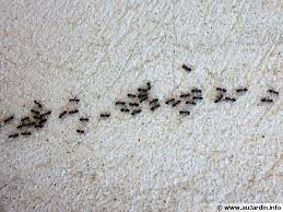10 Astuces Pour Eloigner Les Fourmis De La Maison