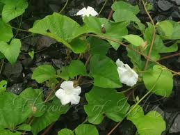 Image result for Operculina