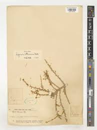 Image result for Sarcophrynium schweinfurthianum