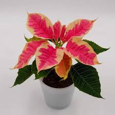 Image result for Begonia pulcherrima