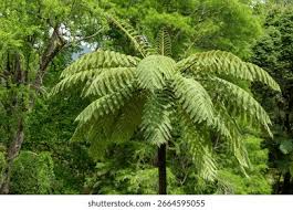 Image result for Cyathea manniana