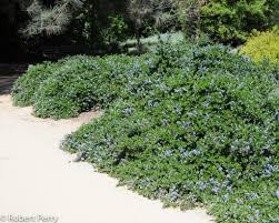Image result for Ceanothus