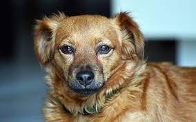 Read this article to give your dog the best possible chance of survival by spotting the signs early. Top 10 Warning Signs Of Cancer In Pets Hudson Veterinary Hospital
