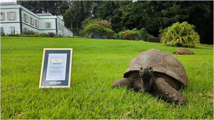 Jonathan the Tortoise World Oldest Land Animal