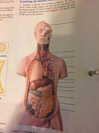 Hand painted and meticulously assembled to simulate human anatomy. Solved Examining The Human Torso Model To Identify The Li Chegg Com