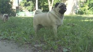 These lovely golden retriever pups are registered and have been spoiled with lots of love and attention! 5 Week Old Golden Retriever Stock Footage Video 100 Royalty Free 3492956 Shutterstock
