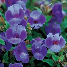 Image result for Torenia thouarsii