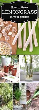 How To Grow Lemongrass In A Garden Plants Grow Lemongrass Growing Vegetables