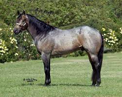 Select color red (chestnut/sorrel) bay black palomino buckskin smoky black. Buckskin Roan Horses Quarter Horse Aqha Horses