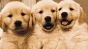 Get healthy pups from responsible and professional breeders at puppyspot. Golden Retriever Puppies For Sale Usa Golden Retriever Club