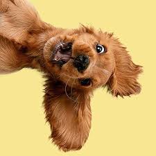 Our pet waste removal staff are professionally uniformed and arrive on time with all necessary equipment to complete the job to your satisfaction. Pet Waste Station Services Dog Poop Removal