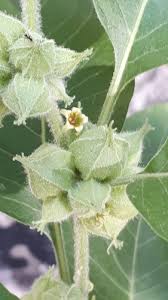 Image result for Withania