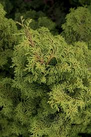 Image result for Chrysocoma obtusata