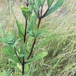 Image result for Sesamum angolense