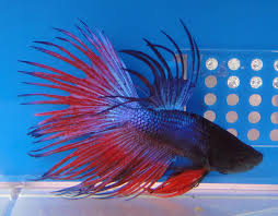 Blue And Red Crowntail Male Betta Betta Fish Care Betta Betta Fish