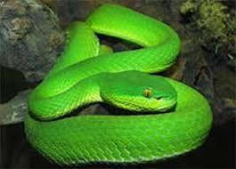 Image result for Oldenlandia fastigiata