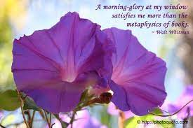 A Morning Glory At My Window Satisfies Me More Than The Metaphysics Of Books Walt Whitman Walt Whitman Flower Quotes Morning Glory