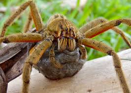 A sign next to the tree invites people to enjoy the fruit. Bromeliads May Actually Protect Fruit Trees From Pest Damage