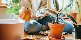 Check spelling or type a new query. How To Water Houseplants And How To Know If You Re Overwatering Better Homes Gardens