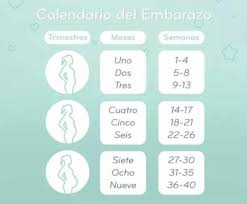 (14 semanas de gestacion cuantos meses son). 34 Semanas Cuantos Meses Son Club De Bebes Agosto 2018 Babycenter