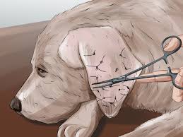 3 Ways To Treat Aural Hematomas In Dogs Wikihow While the ear will heal completely, there may be some cosmetic damage to the cartilage if a hematoma heals naturally. 3 ways to treat aural hematomas in dogs