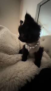 Sweet Kitten Ink's Journey to Her Forever Home