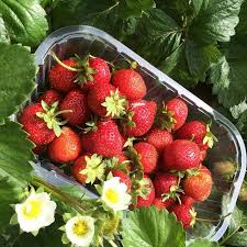Apres Un Petit Tour Dans Les Champ A La Ferme Ce Matin Je Pense Que L On Va Ce Regaler Fraise Cueillette Fermeparadis Dessert Fr Blog Plume Cueillette