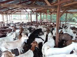 We did not find results for: Kambing Terengganu Muroh Seberang Takir Kuala Terengganu 2021