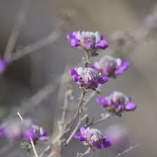 Image result for Indigofera pulchra